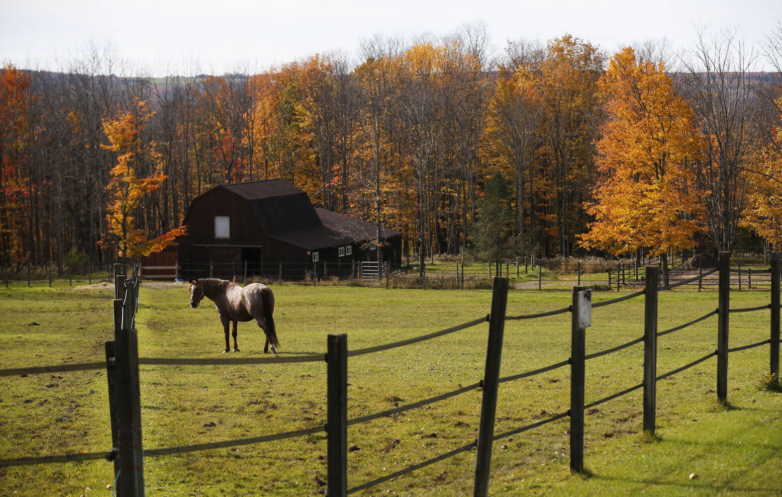 Serene pasture